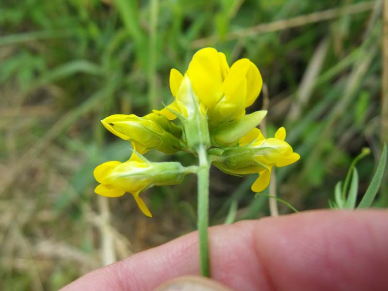 Lathyrus pratensis